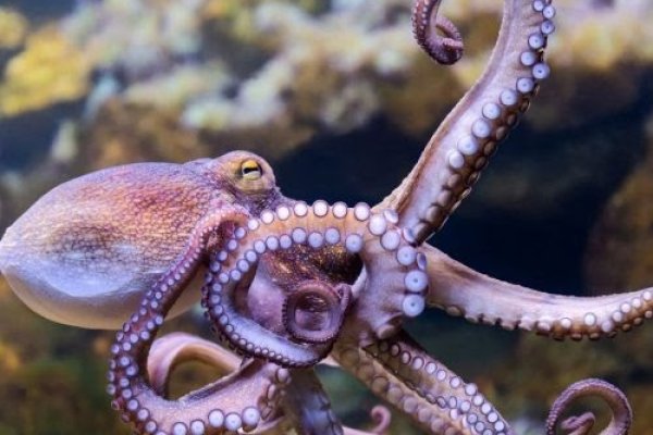 Кракен тор krakens13 at